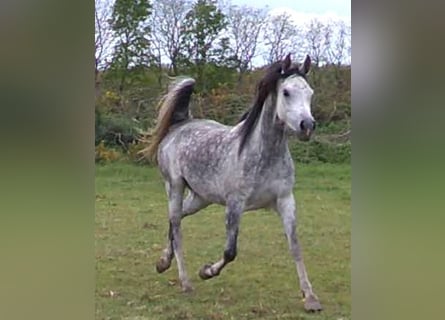 Anglo arabe, Jument, 9 Ans, 155 cm, Blanc