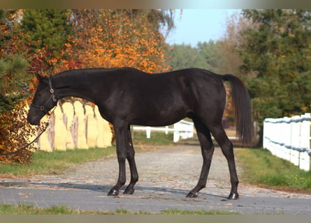 Anglo árabe, Semental, 1 año, 173 cm, Negro