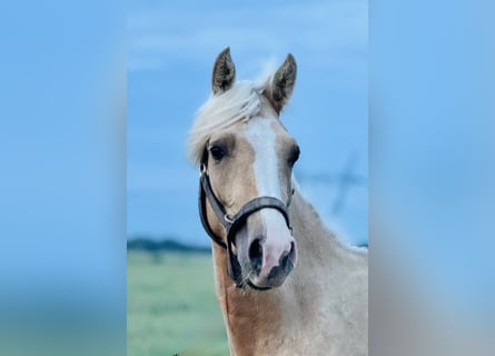 Anglo árabe, Semental, 2 años, 163 cm, Palomino