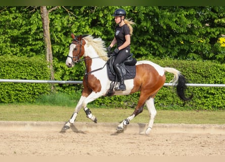 Anglo-Araber, Stute, 6 Jahre, 163 cm, Overo-alle-Farben