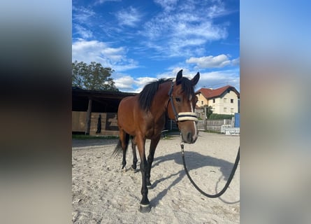 Anglo-Araber Mix, Stute, 8 Jahre, 147 cm, Brauner