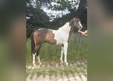 Anglo-Araber, Wallach, 3 Jahre, 167 cm, Schecke