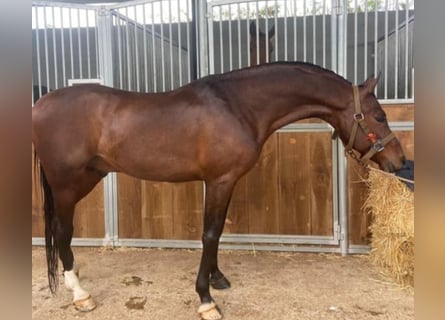 Anglo-Araber, Wallach, 5 Jahre, Schwarzbrauner