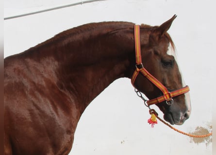 Anglo-Arabier, Hengst, 6 Jaar, 168 cm, Vos