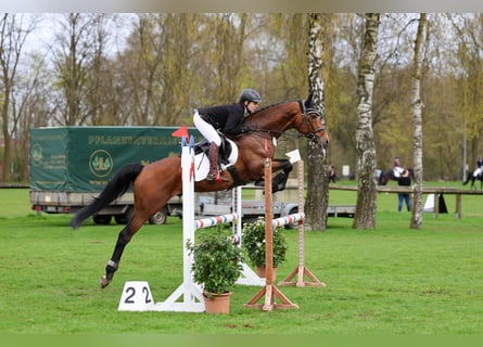 Anglo-Arabier, Hengst, 7 Jaar, 167 cm, Bruin