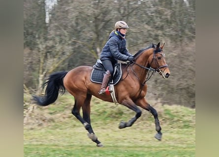 Anglo-Arabier, Hengst, 6 Jaar, 167 cm, Bruin