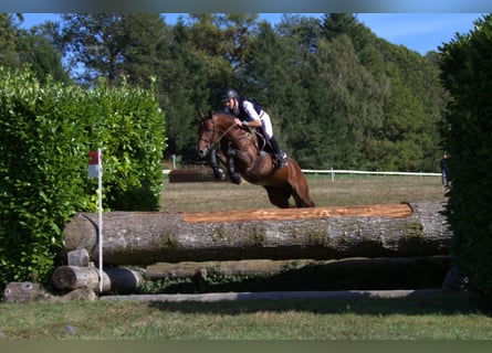 Anglo-Arabier, Hengst, 12 Jaar, 163 cm, Bruin