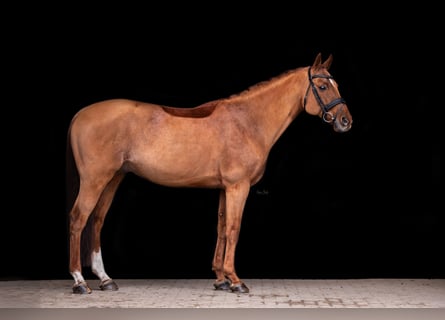 Anglo-Arabier, Hengst, 15 Jaar, 162 cm, Vos