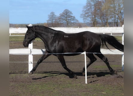 Anglo-Arabier, Merrie, 11 Jaar, 164 cm, Zwart