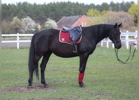 Anglo-Arabier, Merrie, 11 Jaar, 164 cm, Zwart