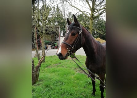 Anglo-Arabier, Merrie, 3 Jaar, 160 cm, Bruin