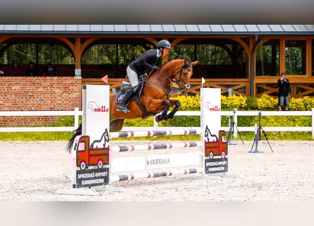 Anglo-Arabier, Merrie, 5 Jaar, 165 cm, Bruin