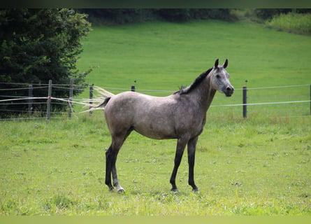 Anglo-Arabo, Stute, 7 Jahre, 148 cm, Schimmel