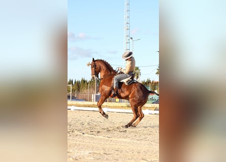 Anglo-Arabier, Ruin, 10 Jaar, 164 cm, Bruin