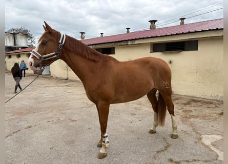 Anglo-Arabier, Ruin, 10 Jaar, 164 cm, Vos