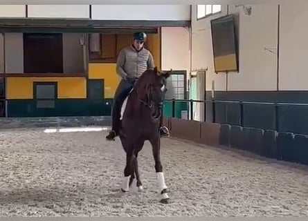 Anglo-Arabier, Ruin, 11 Jaar, 170 cm, Vos