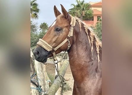 Anglo-Arabier Mix, Ruin, 4 Jaar, 150 cm, Vos