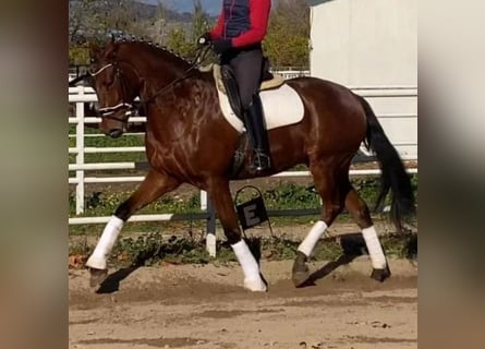 Anglo-Arabier, Ruin, 6 Jaar, 172 cm, Bruin