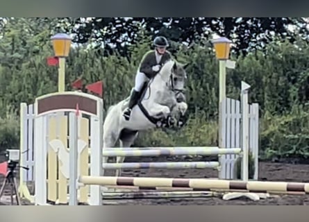 Anglo-Arabier, Ruin, 7 Jaar, 164 cm, Gevlekt-paard