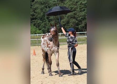 Anglo-Arabo, Castrone, 2 Anni, 164 cm, Leopard