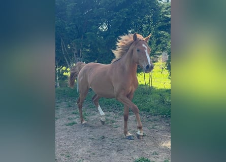 Anglo-Arabo, Castrone, 3 Anni, Sauro