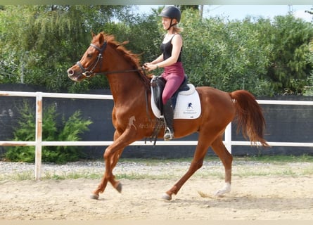 Anglo-Arabo, Castrone, 4 Anni, 160 cm, Sauro