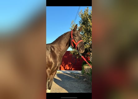 Anglo-Arabo Mix, Castrone, 6 Anni, 163 cm, Morello