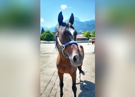 Anglo-Arabo, Castrone, 9 Anni, 161 cm, Baio scuro
