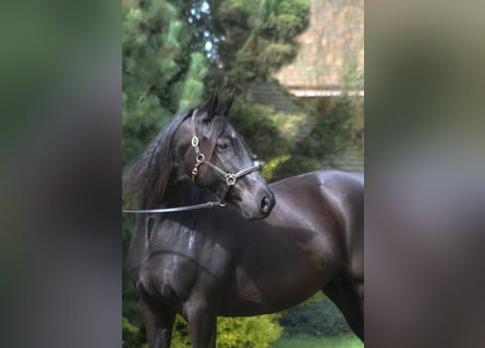 Anglo-Arabo, Giumenta, 10 Anni, 165 cm, Morello