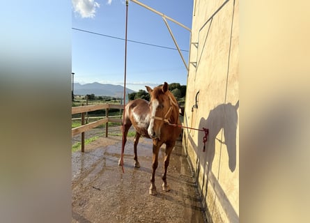 Anglo-Arabo, Giumenta, 14 Anni, 155 cm, Sauro