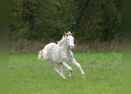 Anglo-Arabo, Giumenta, 1 Anno, 165 cm, Sabino