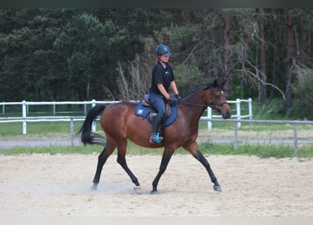 Anglo-Arabo, Giumenta, 6 Anni, 162 cm, Baio