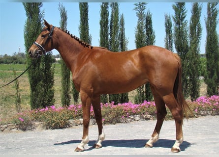 Anglo-Arabo, Giumenta, 7 Anni, Sauro