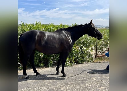 Anglo-Arabo, Giumenta, 9 Anni, 160 cm, Morello