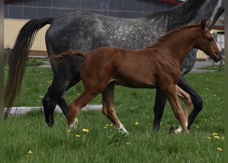 Anglo-Arabo, Hengst, 2 Jahre, 169 cm, Fuchs