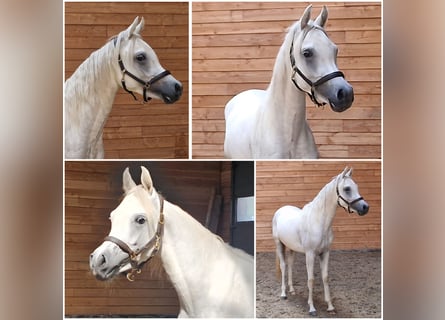 Anglo-Arabo, Hengst, 2 Jahre