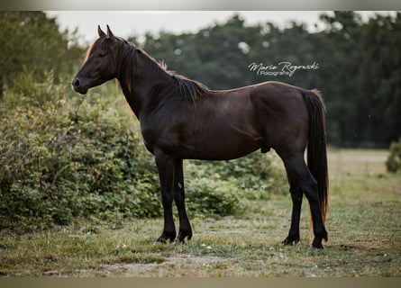 Anglo-Arabo, Hengst, 5 Jahre, 153 cm, Rappe