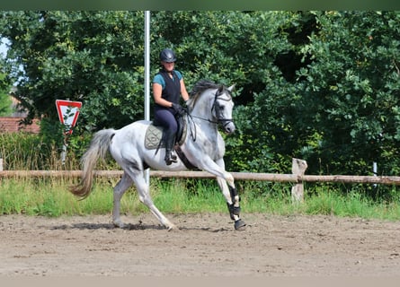 Anglo-Arabo, Hengst, 6 Jahre, 164 cm, Schecke