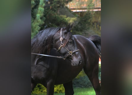 Anglo-Arabo, Stute, 11 Jahre, 164 cm, Rappe