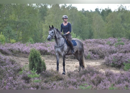 Anglo-Arabo, Stute, 12 Jahre, 166 cm, Schimmel