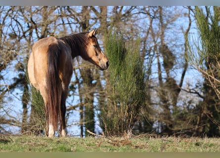 Anglo-Arabo, Stute, 17 Jahre, 162 cm, Buckskin