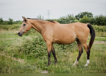 Anglo-Arabo, Stute, 17 Jahre, 162 cm, Buckskin