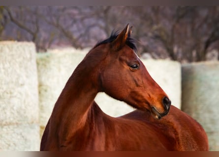 Anglo-Arabo, Stute, 18 Jahre, 160 cm, Brauner