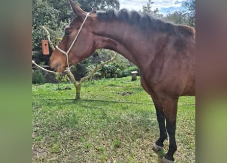 Anglo-Arabo, Stute, 3 Jahre, 157 cm, Brauner