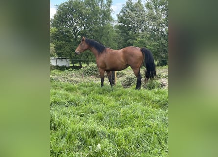 Anglo-Arabo, Stute, 4 Jahre, 166 cm, Dunkelbrauner