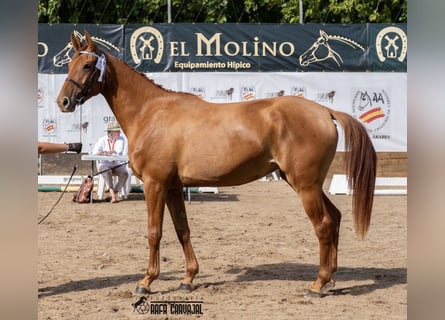 Anglo-Arabo, Stute, 5 Jahre, 166 cm, Fuchs