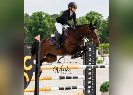 Anglo-Arabo, Stute, 7 Jahre, 166 cm, Rotbrauner