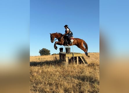 Anglo-Arabo, Wallach, 10 Jahre, 160 cm, Fuchs