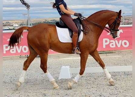 Anglo-Arabo, Wallach, 10 Jahre, 168 cm, Fuchs