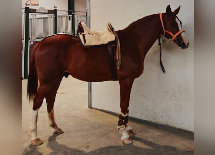 Anglo-Arabo, Wallach, 10 Jahre, 168 cm, Fuchs